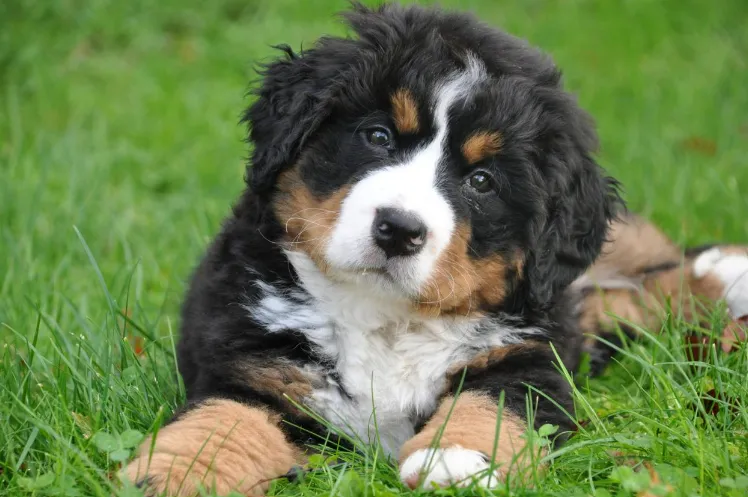 Perro con problemas de salud tomando CBD