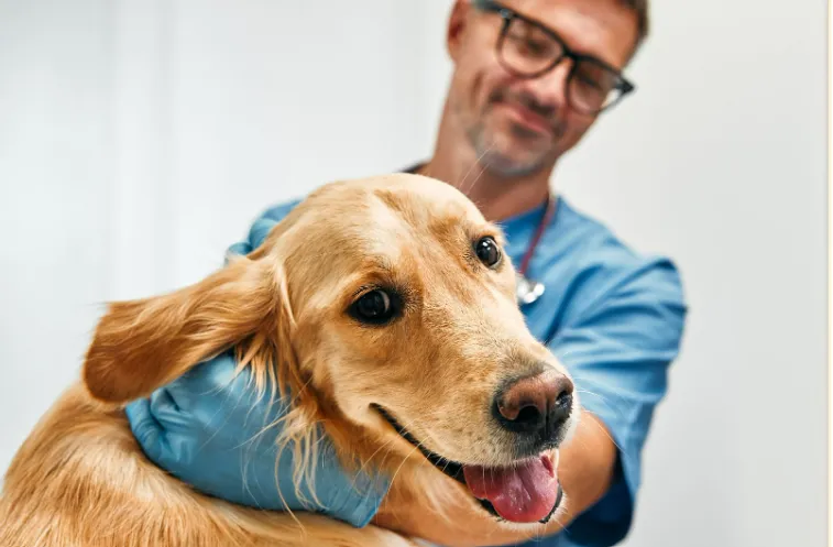 Perro en el veterinario tomando CBD