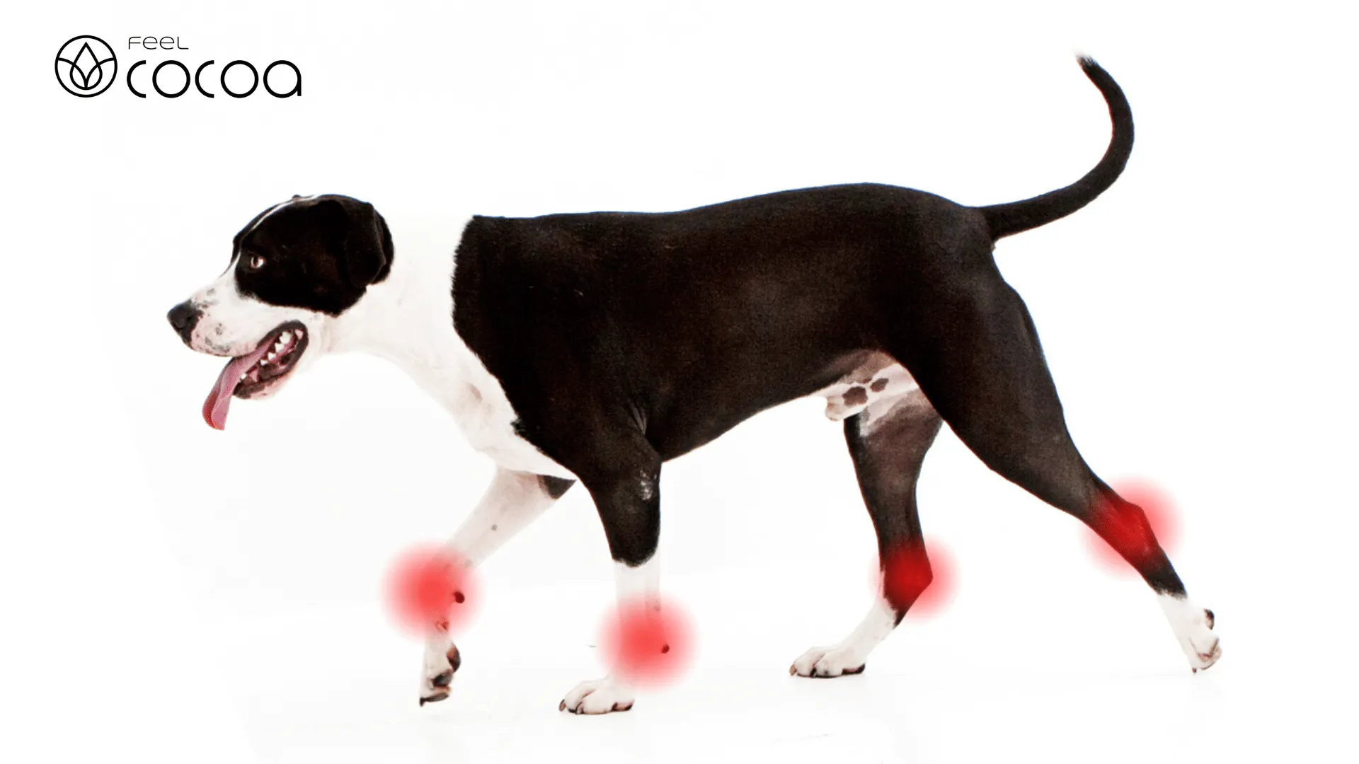 Perro con artritis tomando CBD