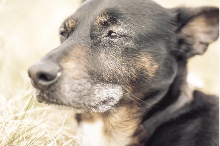 Perro con cancer tomando CBD