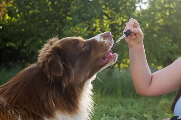 Perro con epilepsia tomando CBD