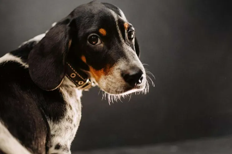 Perro con colapso en la traquea tomando CBD