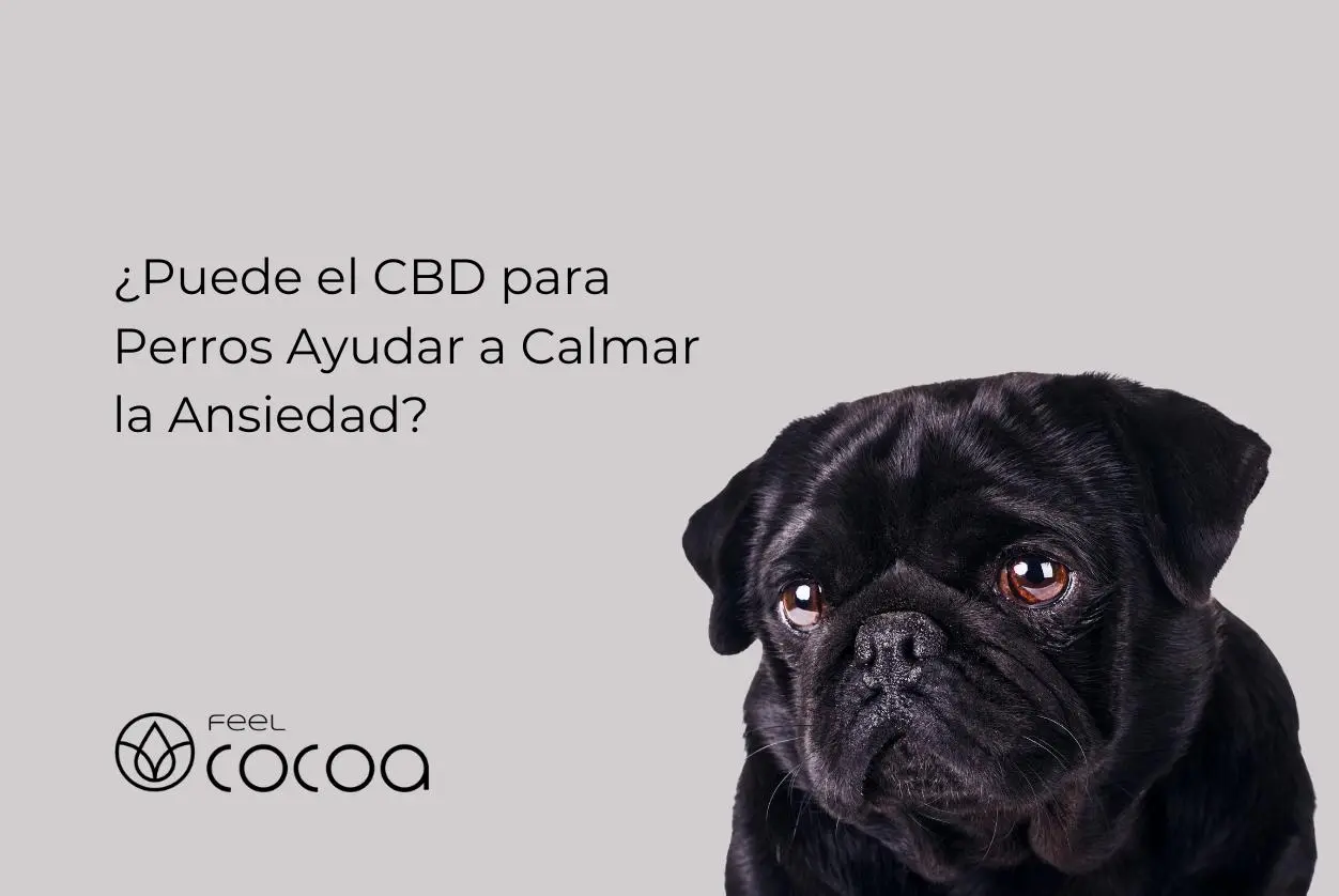 Perro tomando CBD
