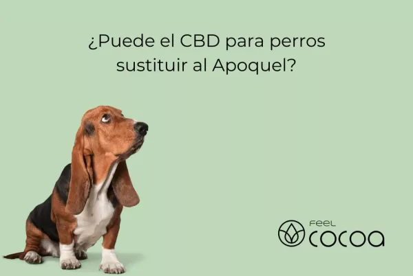 Perro tomando CBD