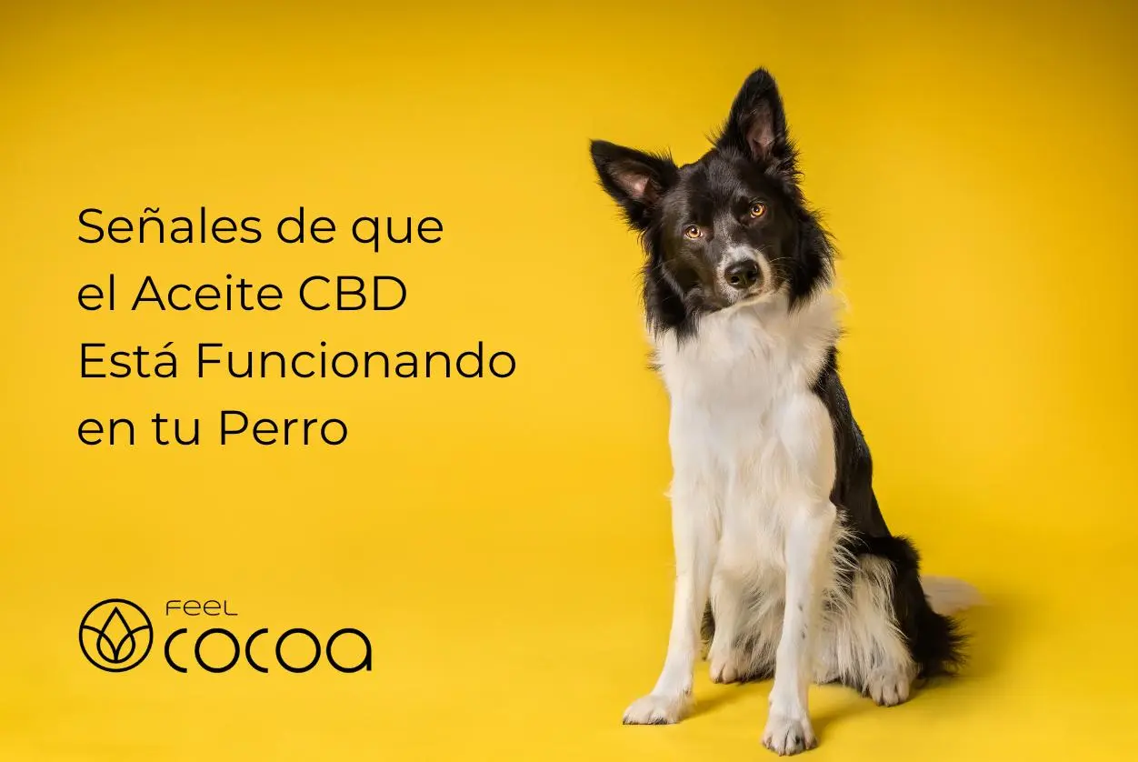 Perro tomando CBD